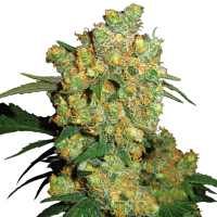 Sensi  Cannabis  Seeds  Big  Bud