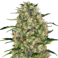 Sensi  Cannabis  Seeds  Black  Domina