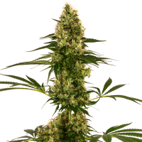 Sensi  Cannabis  Seeds  Blue  Bullet  Auto