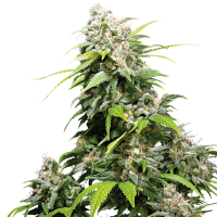 Sensi  Cannabis  Seeds  California  Indica