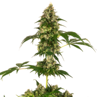 Sensi Cannabis Seeds Cobalt Haze