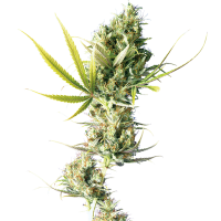 Sensi  Cannabis  Seeds  Durban