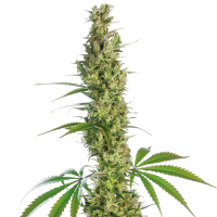 Sensi Cannabis Seeds Eagle Bill