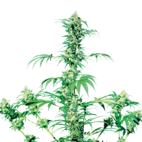 Sensi  Cannabis  Seeds  Early  Girl