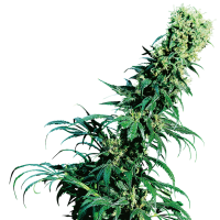 Sensi  Cannabis  Seeds  Early  Pearl