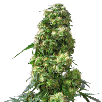 Sensi  Cannabis  Seeds  Early  Skunk