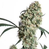 Sensi  Cannabis  Seeds  Ed  Rosenthal  Superbud