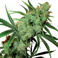 Sensi  Cannabis  Seeds  Fruity  Juice