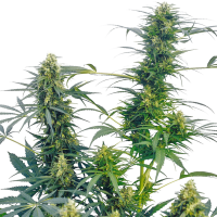 Sensi  Cannabis  Seeds  Guerilla  S  Gusto