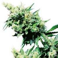 Sensi  Cannabis  Seeds  Hash  Plant