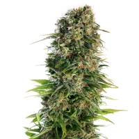 Sensi Cannabis Seeds Hindu Kush Auto