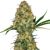 Sensi  Cannabis  Seeds  Hindu  Kush