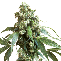 Sensi  Cannabis  Seeds  Jack  Flash 5
