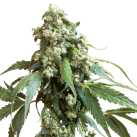 Sensi  Cannabis  Seeds  Jack  Flash