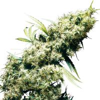 Sensi  Cannabis  Seeds  Jamaican  Pearl