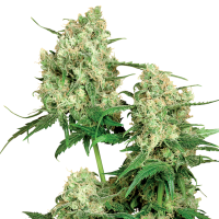 Sensi  Cannabis  Seeds  Maple  Leaf  Indica