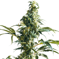 Sensi  Cannabis  Seeds  Mexican  Sativa