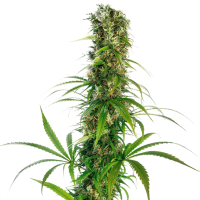 Sensi  Cannabis  Seeds  Michka