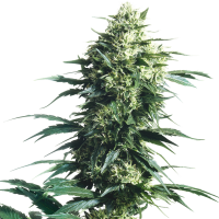 Sensi  Cannabis  Seeds  Mother  S  Finest