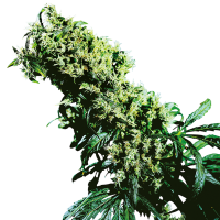 Sensi  Cannabis  Seeds  Northern  Lights 5  X  Haze