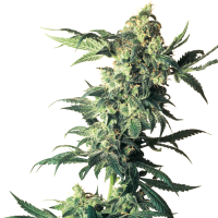 Sensi  Cannabis  Seeds  Northern  Lights
