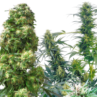 Sensi  Cannabis  Seeds  Outdoor  Mix