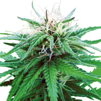 Sensi  Cannabis  Seeds  Ruderalis  Indica