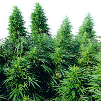 Sensi  Cannabis  Seeds  Ruderalis  Skunk
