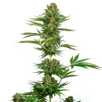 Sensi Cannabis Seeds Satin Black Domina Cbd