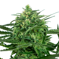 Sensi Cannabis Seeds Sensi Amnesia