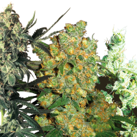Sensi  Cannabis  Seeds  Sensi  Mix