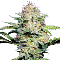 Sensi  Cannabis  Seeds  Sensi  Skunk  Auto