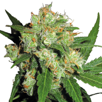 Sensi  Cannabis  Seeds  Sensi  Skunk