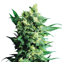 Sensi  Cannabis  Seeds  Shiva  Shanti  Ii