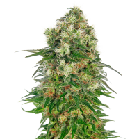 Sensi Cannabis Seeds Shiva Skunk Automatic
