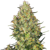 Sensi  Cannabis  Seeds  Shiva  Skunk