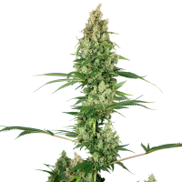 Sensi  Cannabis  Seeds  Silver  Fire
