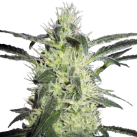 Sensi  Cannabis  Seeds  Silver  Haze