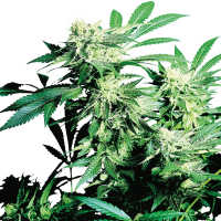Sensi  Cannabis  Seeds  Skunk  Kush