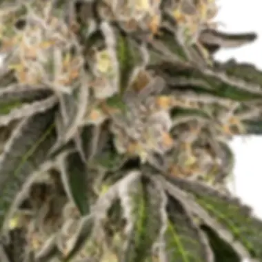 Sensi Cannabis Seeds Sunset Peach