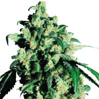 Sensi  Cannabis  Seeds  Super  Skunk