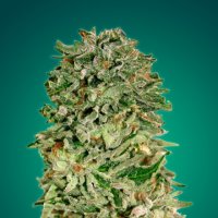 Sharkwidowcbd