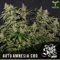 Short  Stuff  Cannabis  Seeds  Auto  Amnesia  Cbd