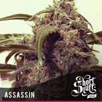Short Stuff Cannabis Seeds Auto Assassin