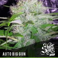 Short  Stuff  Cannabis  Seeds  Auto  Big  Gun