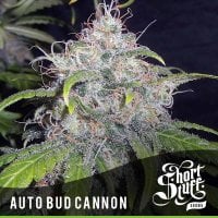 Short  Stuff  Cannabis  Seeds  Auto  Bud  Cannon