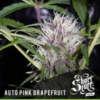 Short  Stuff  Cannabis  Seeds  Auto  Pink  Grapefruit