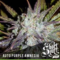 Short  Stuff  Cannabis  Seeds  Auto  Purple  Amnesia
