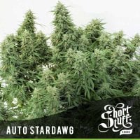 Short  Stuff  Cannabis  Seeds  Auto  Stardawg