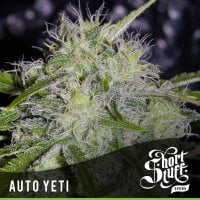Short  Stuff  Cannabis  Seeds  Auto  Yeti